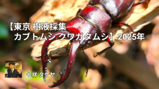 【東京 樹液採集 カブトムシ クワガタムシ】2025年