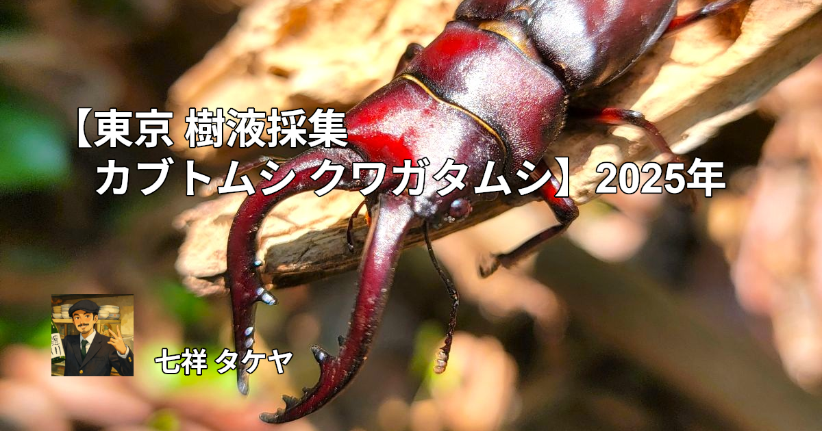 【東京 樹液採集 カブトムシ クワガタムシ】2025年