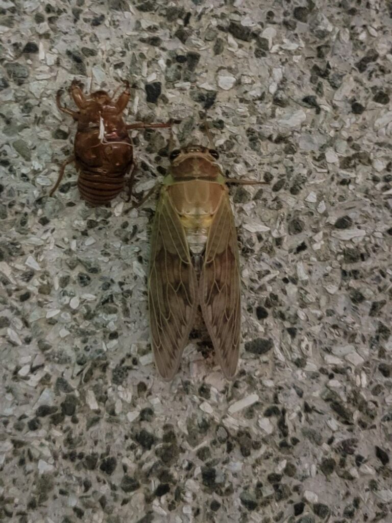 吉祥寺 武蔵野八幡宮 アブラゼミ 2025年8月29日(金)