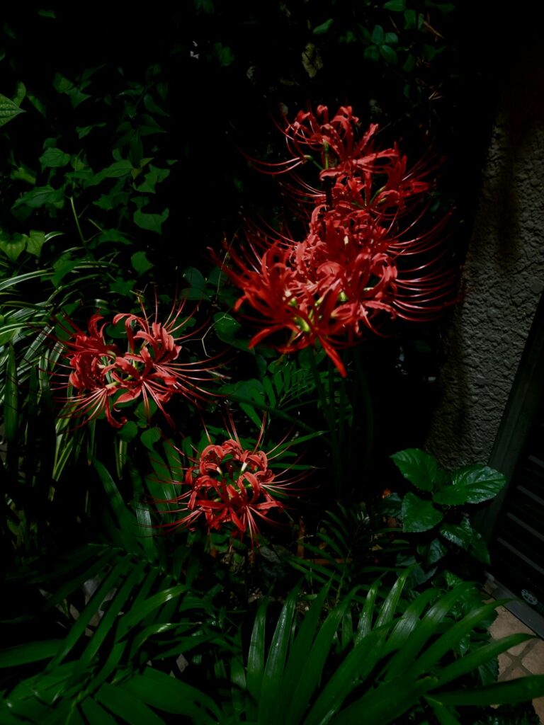 吉祥寺 ヨド裏 彼岸花 曼殊沙華 2025年9月22日(火)