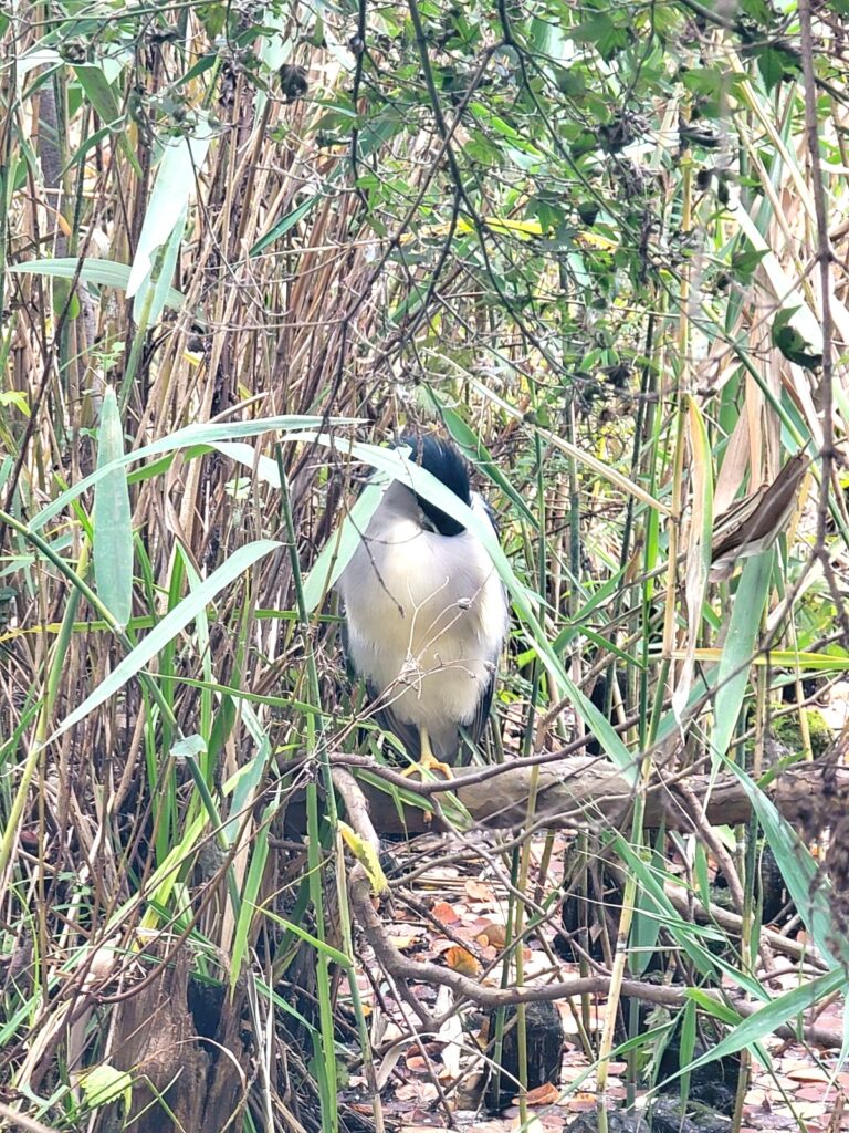 吉祥寺 井の頭公園 ペンギン 2025年11月8日(土)