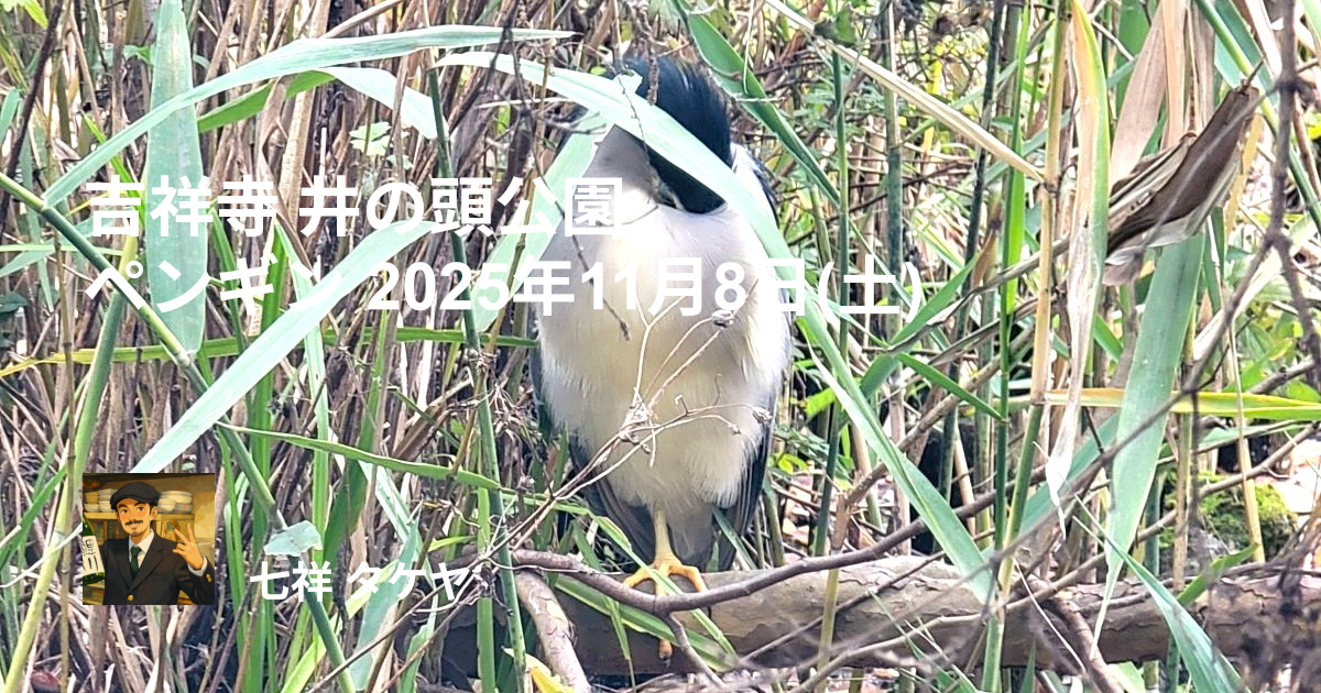 吉祥寺 井の頭公園 ペンギン 2025年11月8日(土)