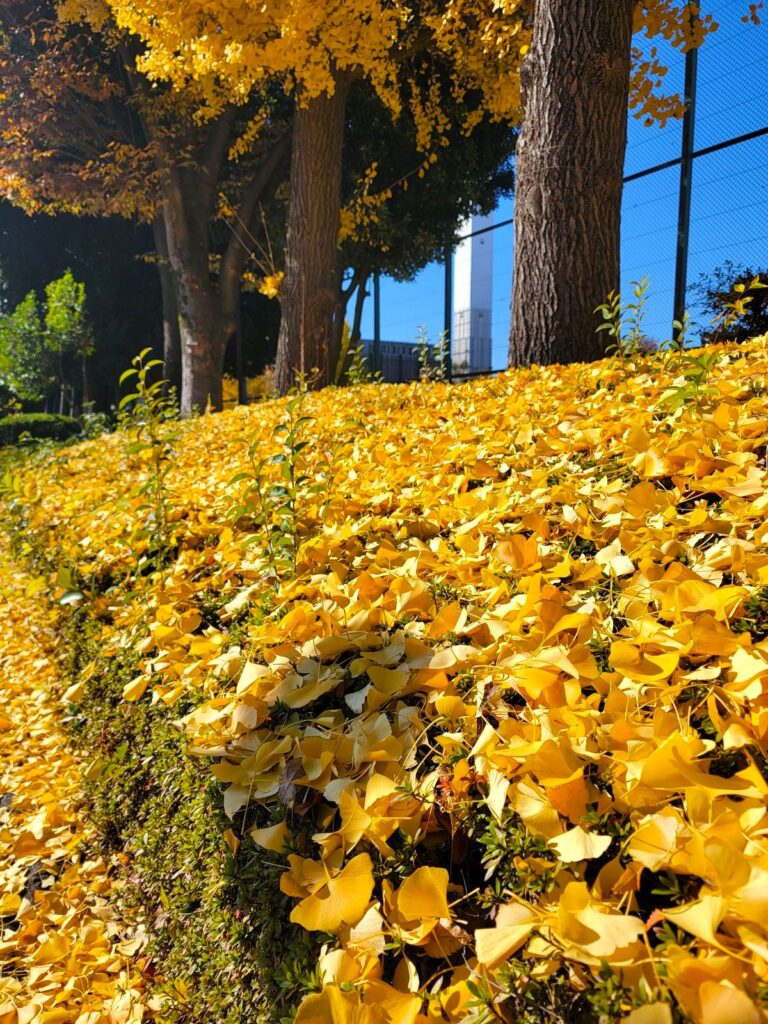 未踏の黄金銀杏並木