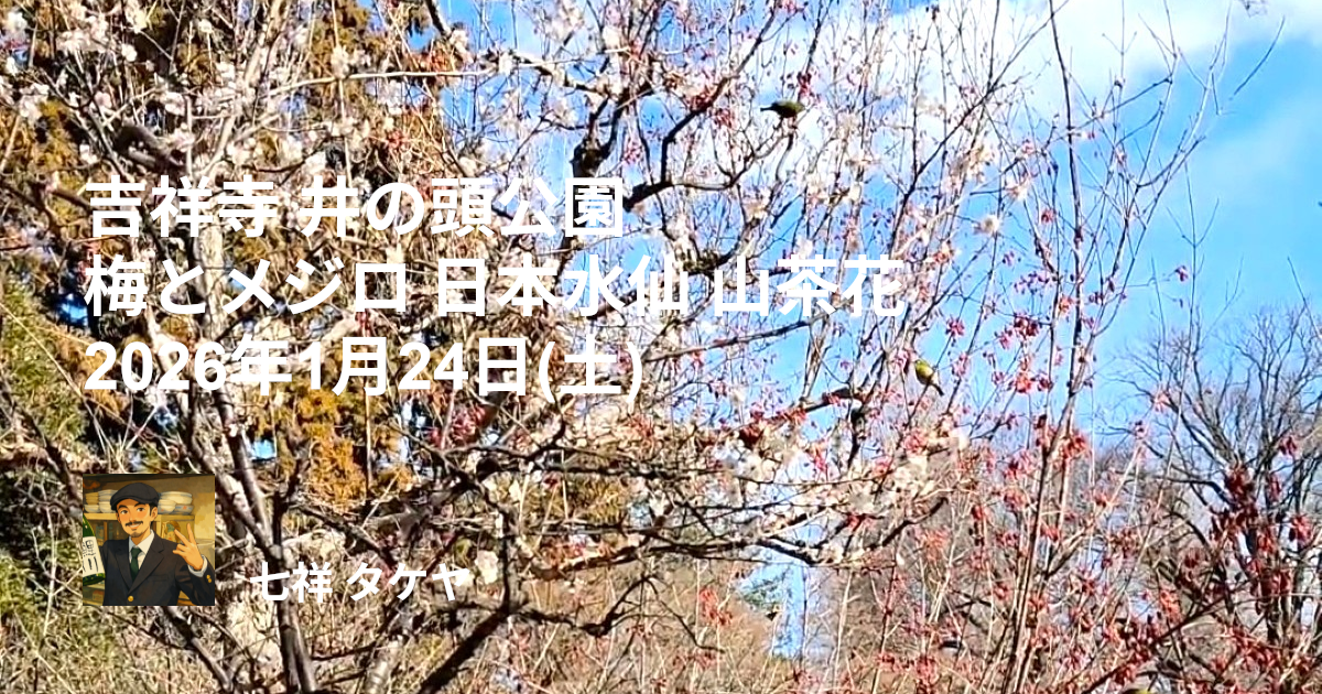 吉祥寺 井の頭公園 梅とメジロ 日本水仙 山茶花 2026年1月24日(土)