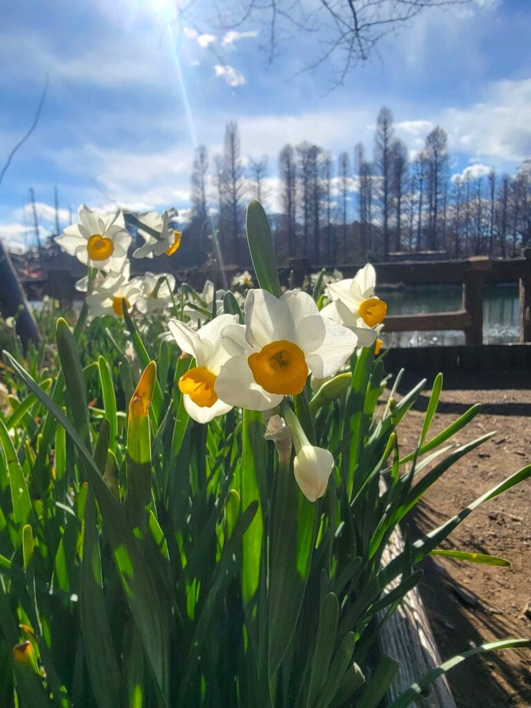 真冬の水辺でもニホンスイセンが元気に咲いていました