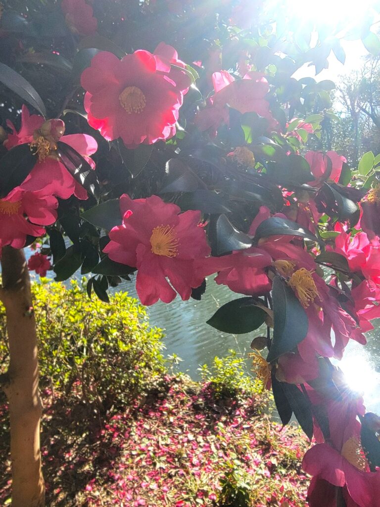 サザンカの絨毯