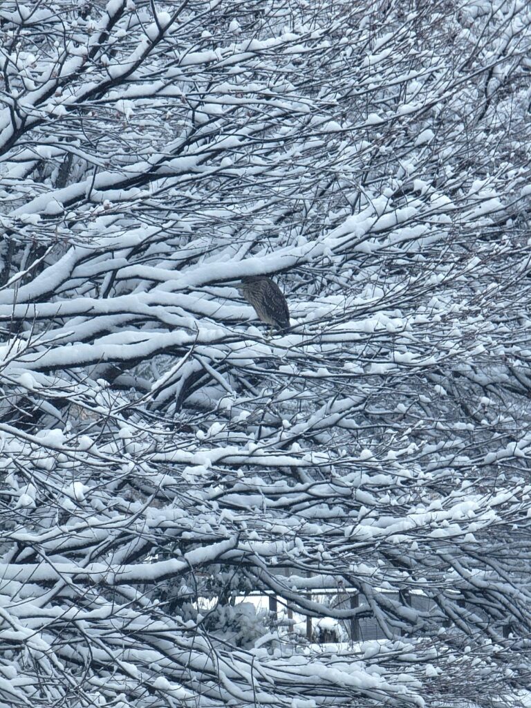 ゴイサギ（五位鷺）の子供が雪に耐えています「頑張れ！」