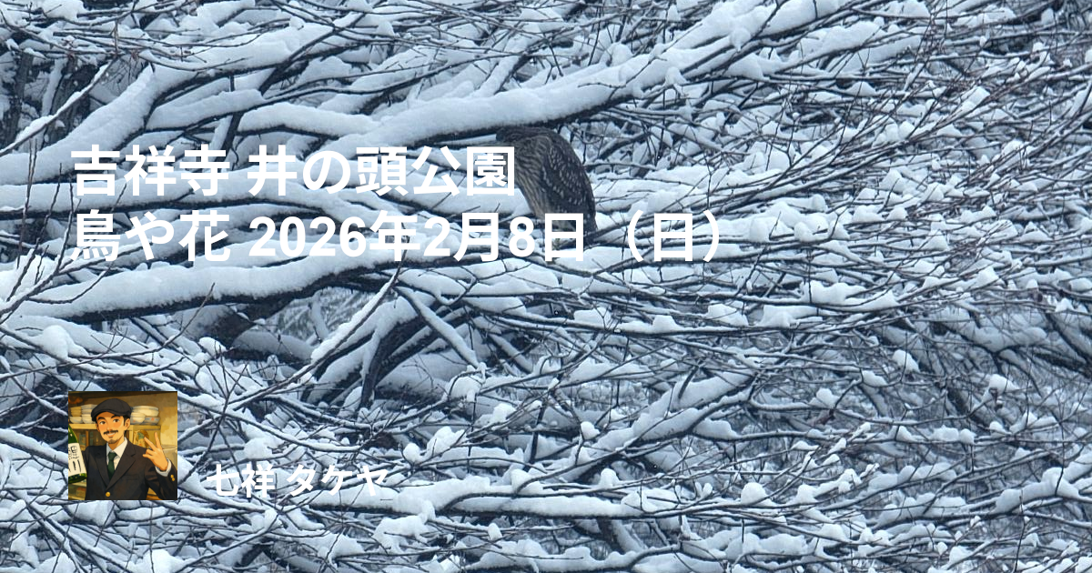 吉祥寺 井の頭公園 鳥や花 2026年2月8日（日）