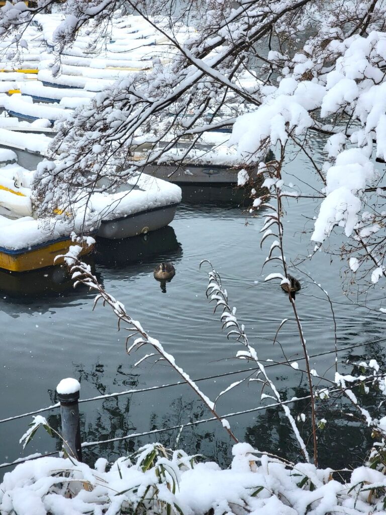 カモ（鴨）は冬は脂が載って美味いらしいです
