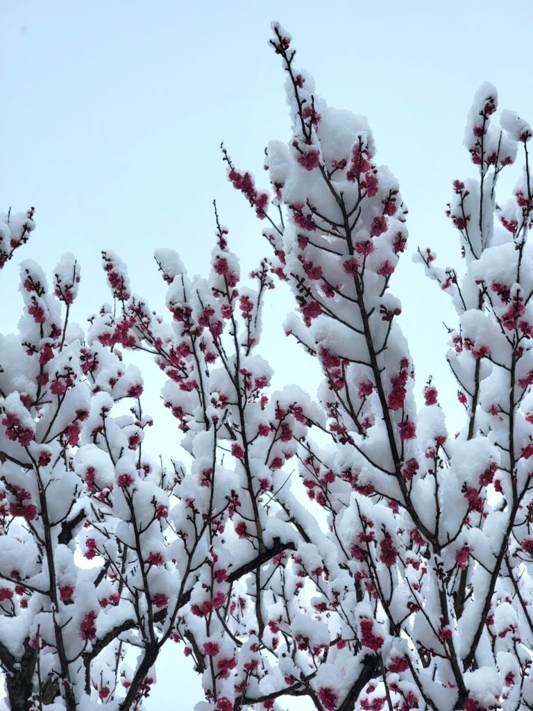 濃桃色の梅の花と真白な雪の対比が美しいですね