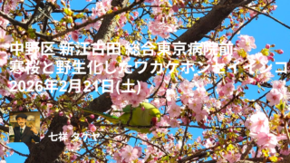 中野区 新江古田 総合東京病院前 寒桜と野生化したワカケホンセイインコ 2026年2月21日(土)