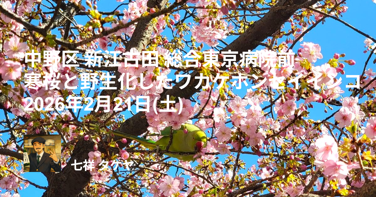 中野区 新江古田 総合東京病院前 寒桜と野生化したワカケホンセイインコ 2026年2月21日(土)