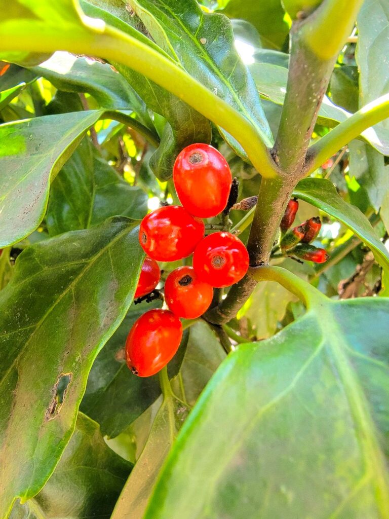 アオキ(青木)の赤い実はツヤツヤで伊之助が好きそうだなと思いました(笑)
