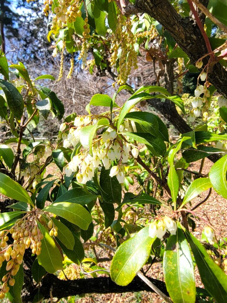 アセビ(馬酔木)は可愛らしい見た目に反して、葉や花は人間にも非常に有害だそうですので要注意