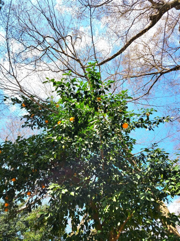 私が定期観察している井の頭公園のミカン