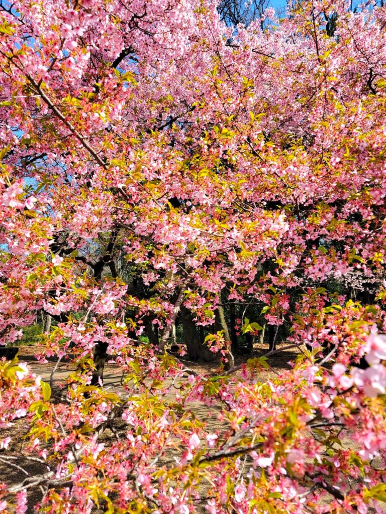 見よ!麗しき「花の都」!!絶景かなワノ国吉祥寺!!!井の頭公園 寒桜花見🌸