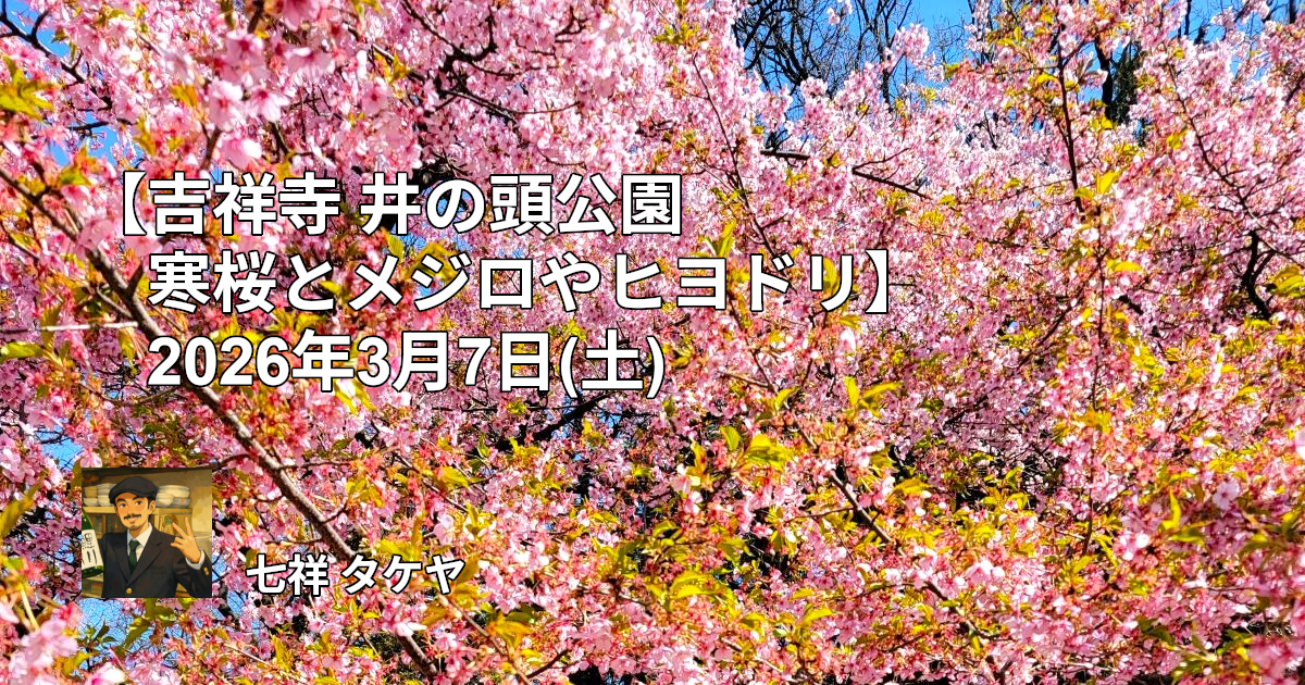 【吉祥寺 井の頭公園 寒桜とメジロやヒヨドリ】2026年3月7日(土)