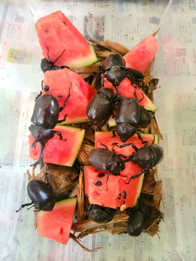 普段は昆虫ゼリーで飼育しているのですが、たまにスイカパーティー🍉トマトパーティー🍅