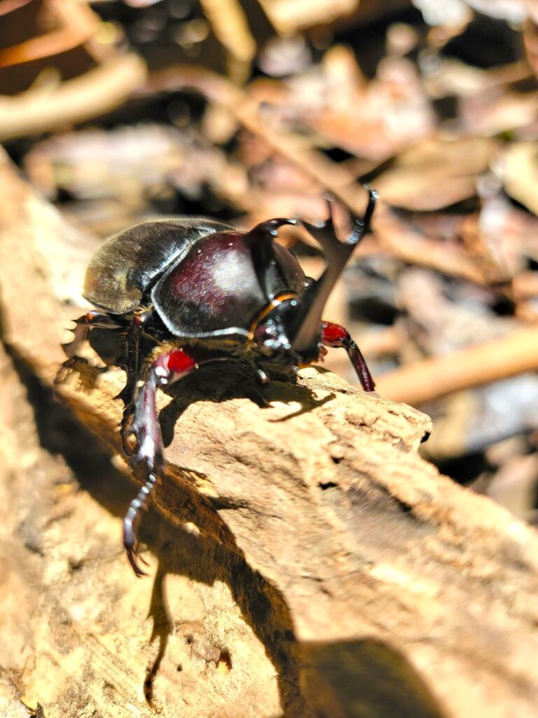 東京産カブトムシオスのアー写