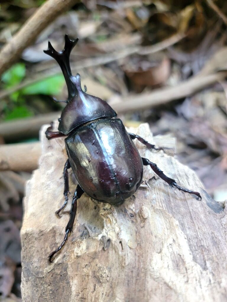 東京産カブトムシオスのアー写
