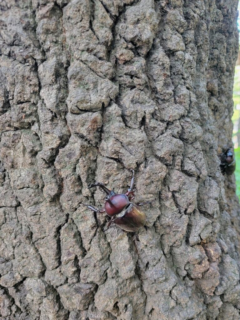 東京産カブトムシ、赤カブ、黒カブ