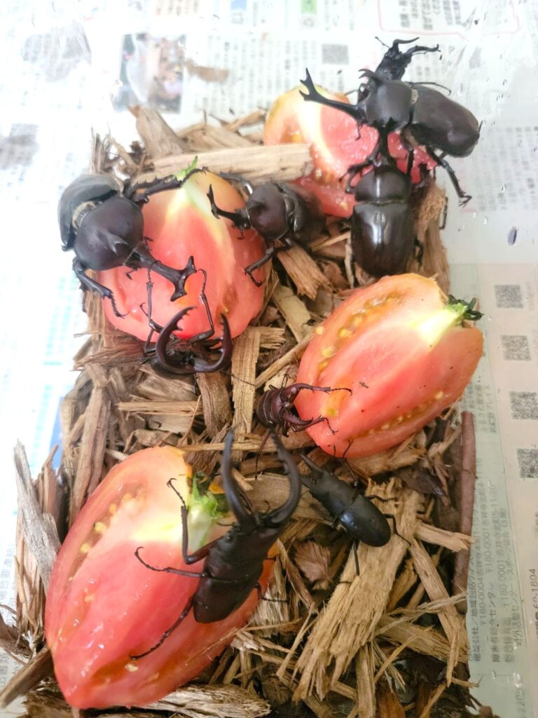 普段は昆虫ゼリーで飼育しているのですが、たまにスイカパーティー🍉トマトパーティー🍅