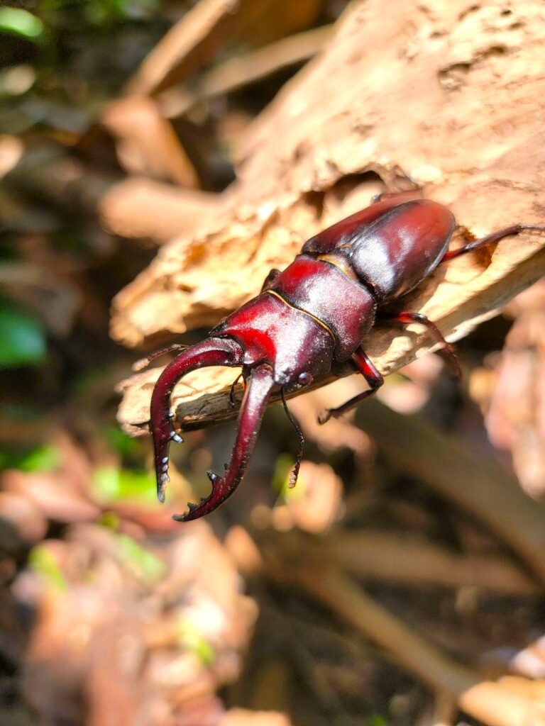 東京産ノコギリクワガタオスのアー写