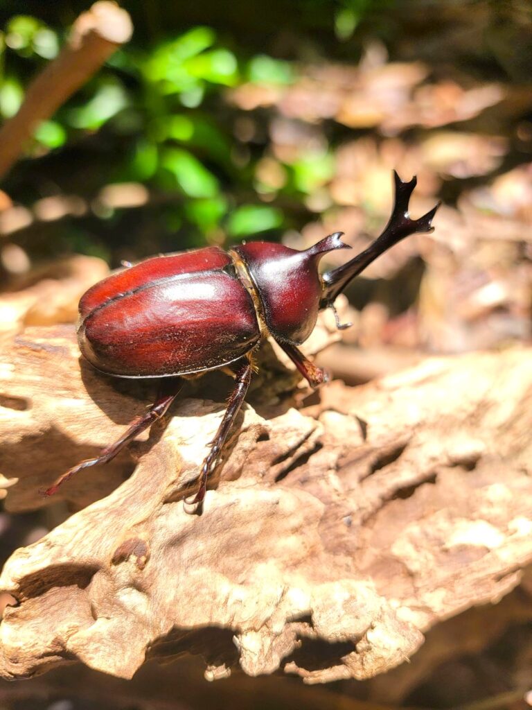 東京産カブトムシオスのアー写