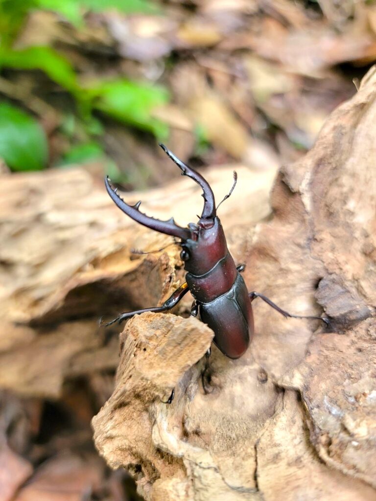 東京産ノコギリクワガタオスのアー写