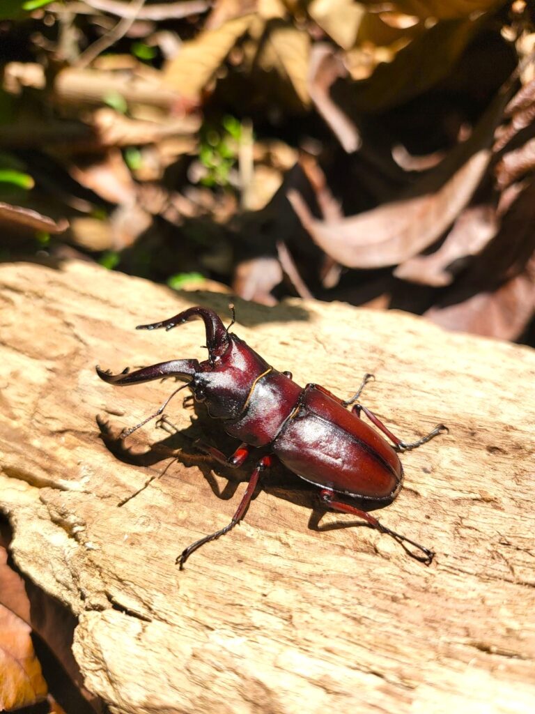 東京産ノコギリクワガタオスのアー写