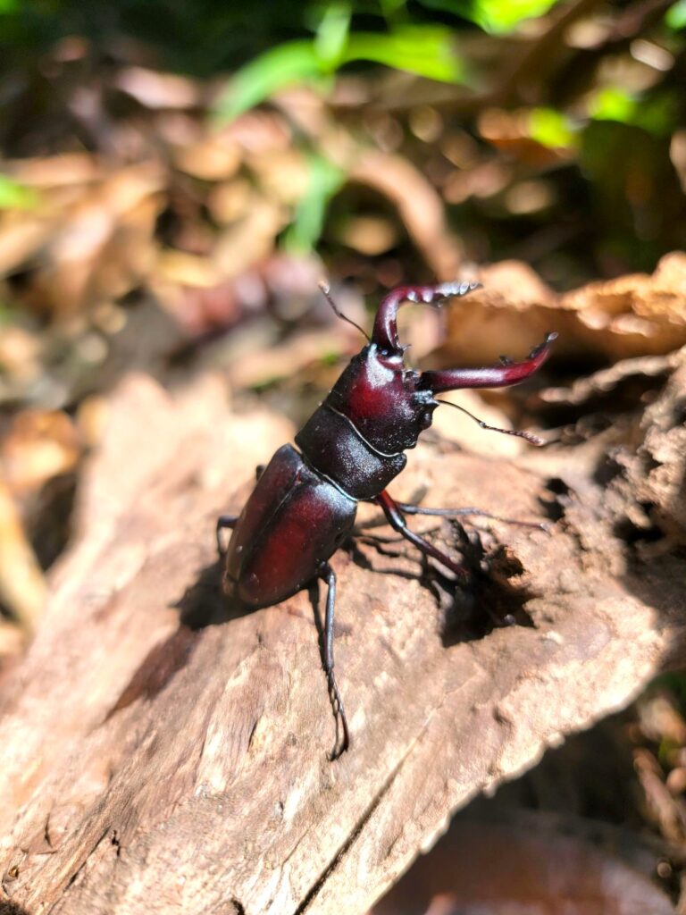 東京産ノコギリクワガタオスのアー写