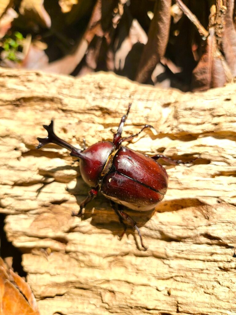 東京産カブトムシオスのアー写