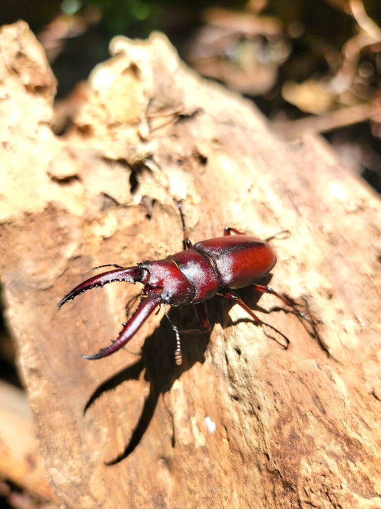 東京産ノコギリクワガタオスのアー写