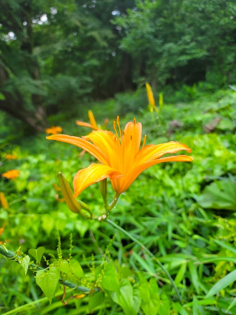 黄色から橙色へのグラデーションが美しいノカンゾウ