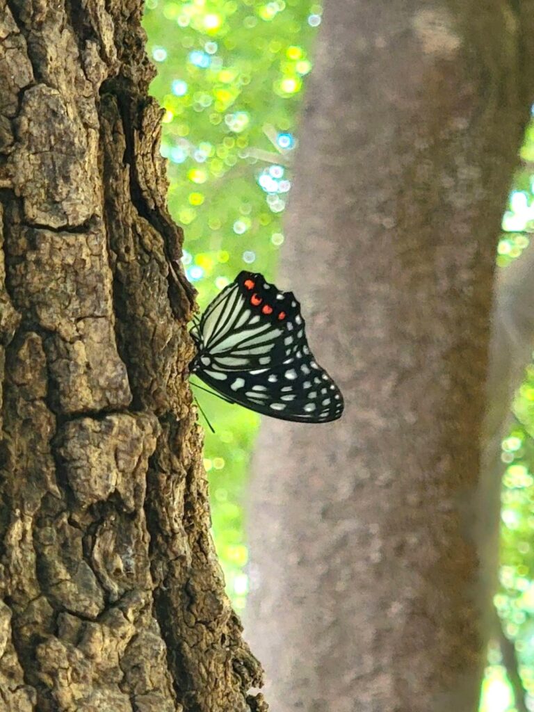 特定外来生物のアカボシゴマダラチョウ夏型