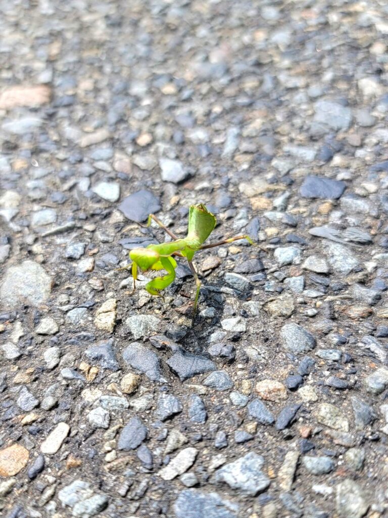 東京産ハラビロカマキリの幼体