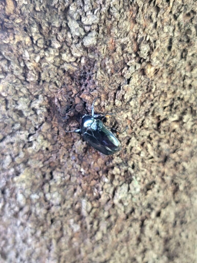 絶滅危惧I類指定されている東京産黒カナブン