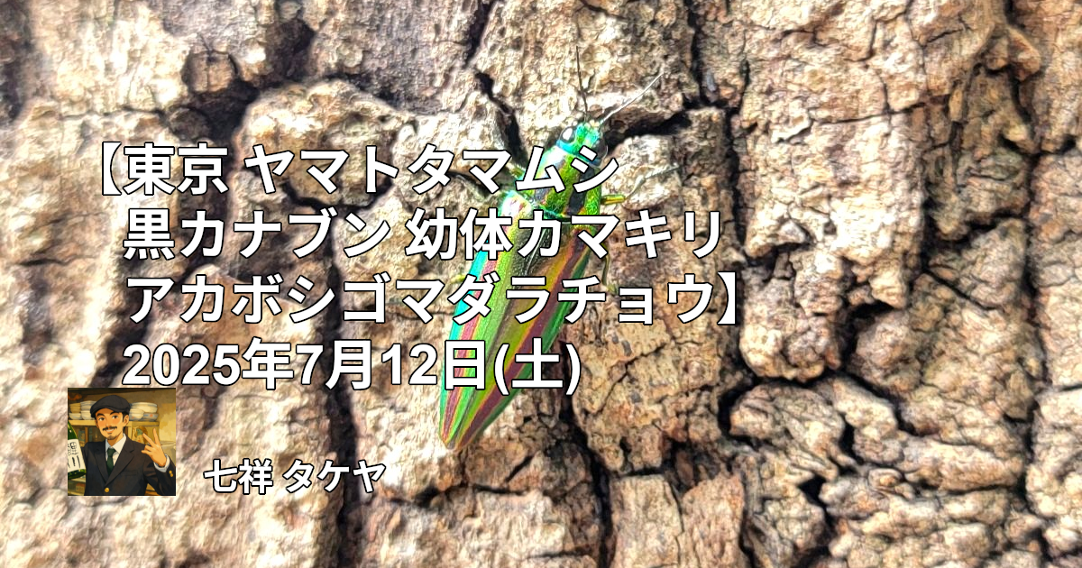【東京 ヤマトタマムシ 黒カナブン 幼体カマキリ アカボシゴマダラチョウ】2025年7月12日(土)