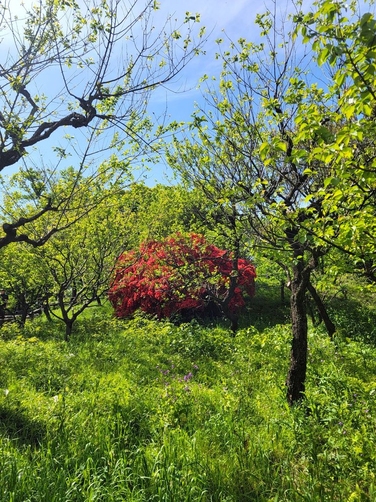 燃えるような濃紅色で鮮やかな朱色に咲き誇る大株の霧島躑躅