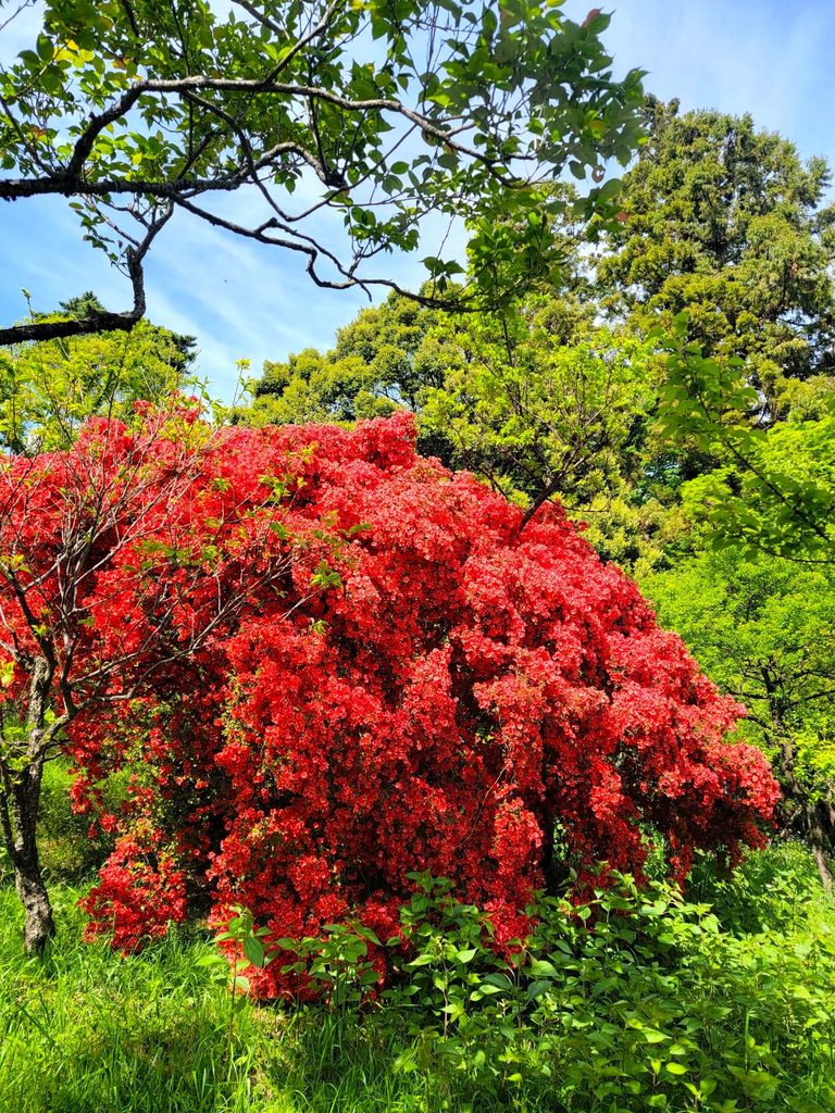 【吉祥寺 井の頭公園 霧島躑躅】2026年4月18日(土)