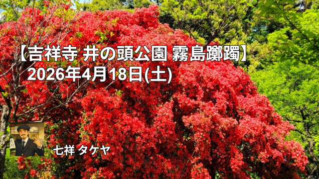 【吉祥寺 井の頭公園 霧島躑躅】2026年4月18日(土)