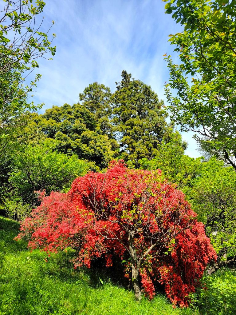 燃えるような濃紅色で鮮やかな朱色に咲き誇る大株の霧島躑躅